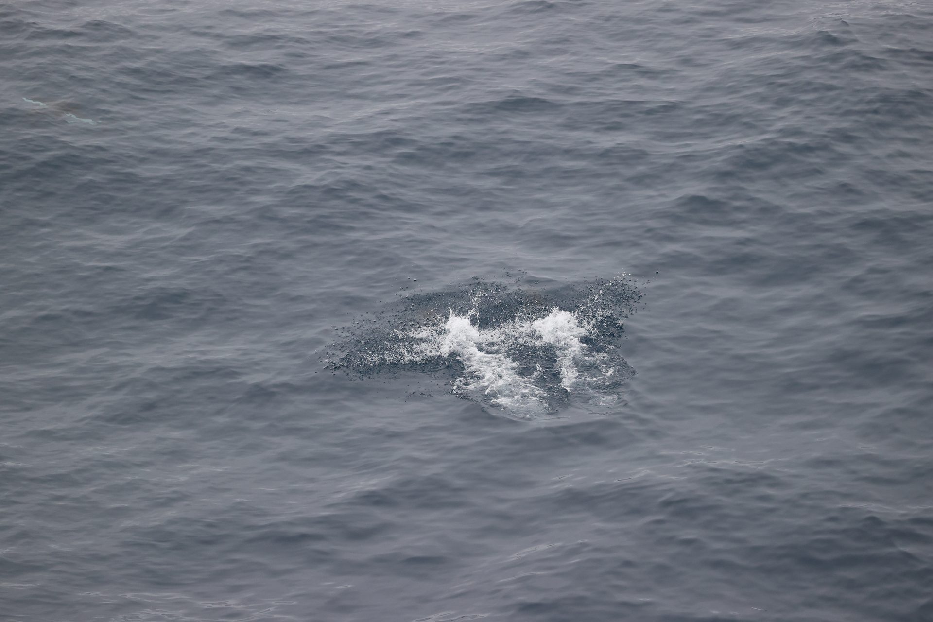 海狗