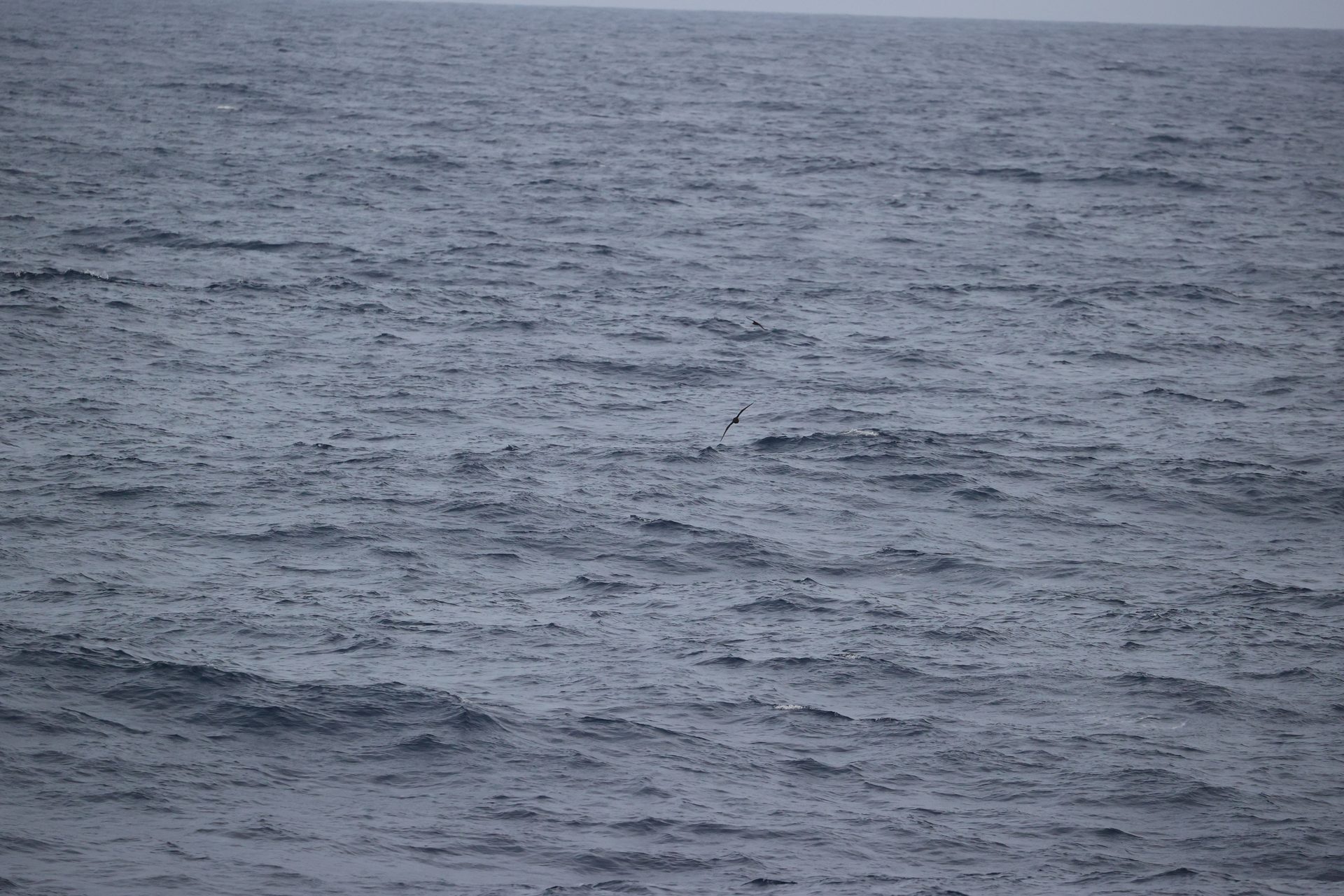 海豚